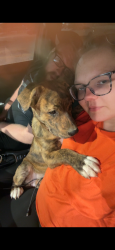 Lost Female Dog last seen Sharon Ln. Marianne St. Old Humboldt., Jackson, TN 38305
