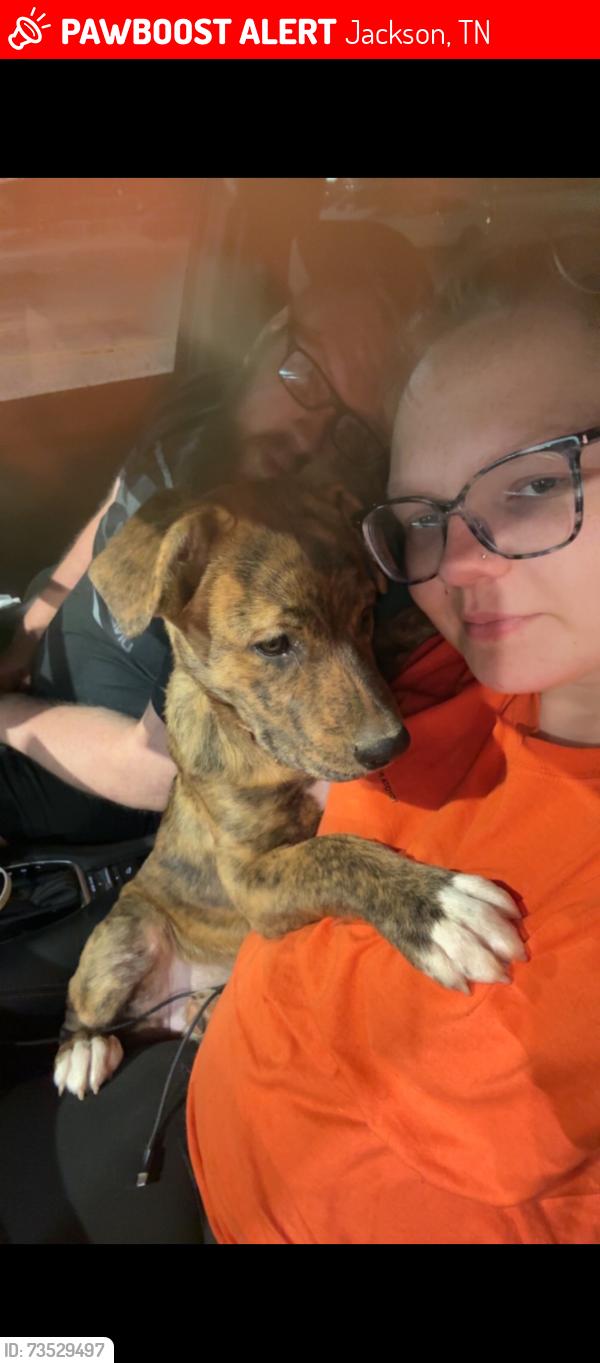 Lost Female Dog last seen Sharon Ln. Marianne St. Old Humboldt., Jackson, TN 38305