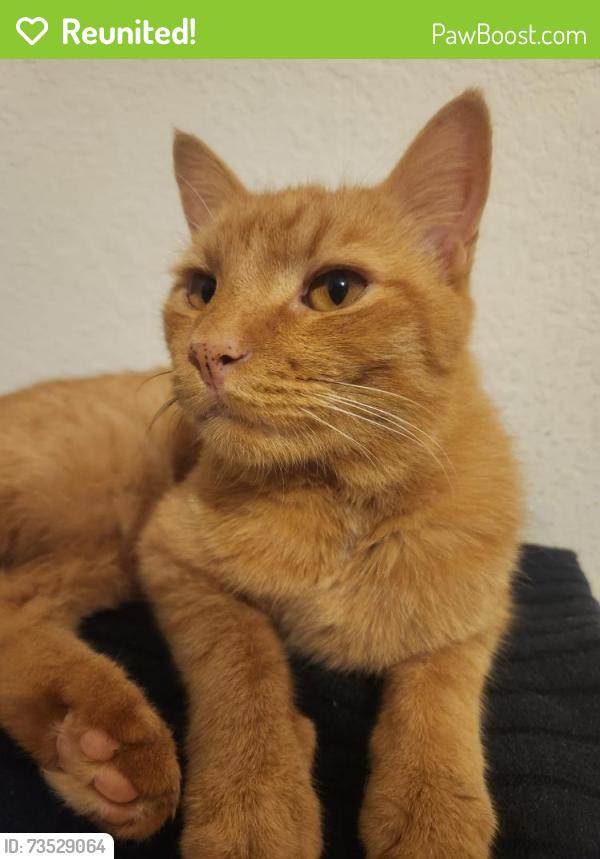 Reunited Male Cat last seen Near SW 17th Ave, Cape Coral, FL 33991, USA, Cape Coral, FL 33991