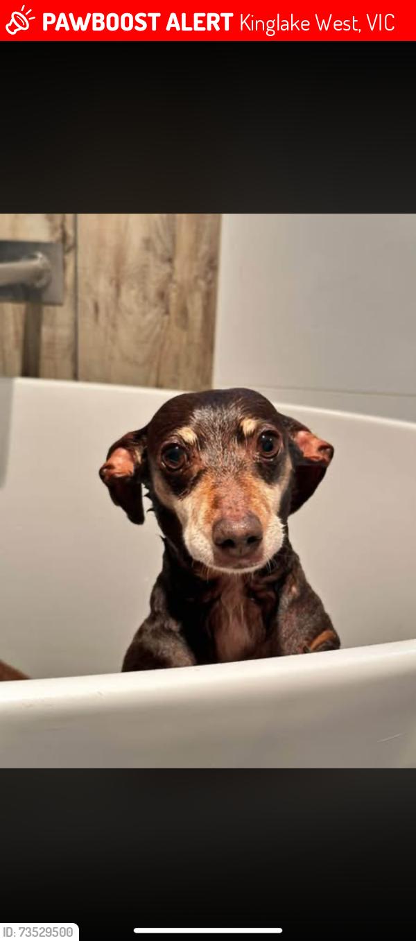 Lost Female Dog last seen Kinglake West, Kinglake West, VIC 3757