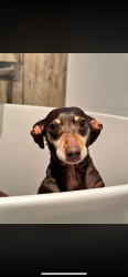 Lost Female Dog last seen Kinglake West, Kinglake West, VIC 3757