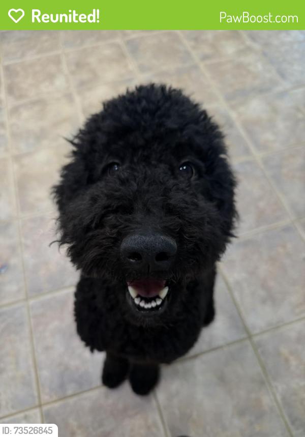 Reunited Female Dog last seen Halverson, Elk Grove, CA 95624