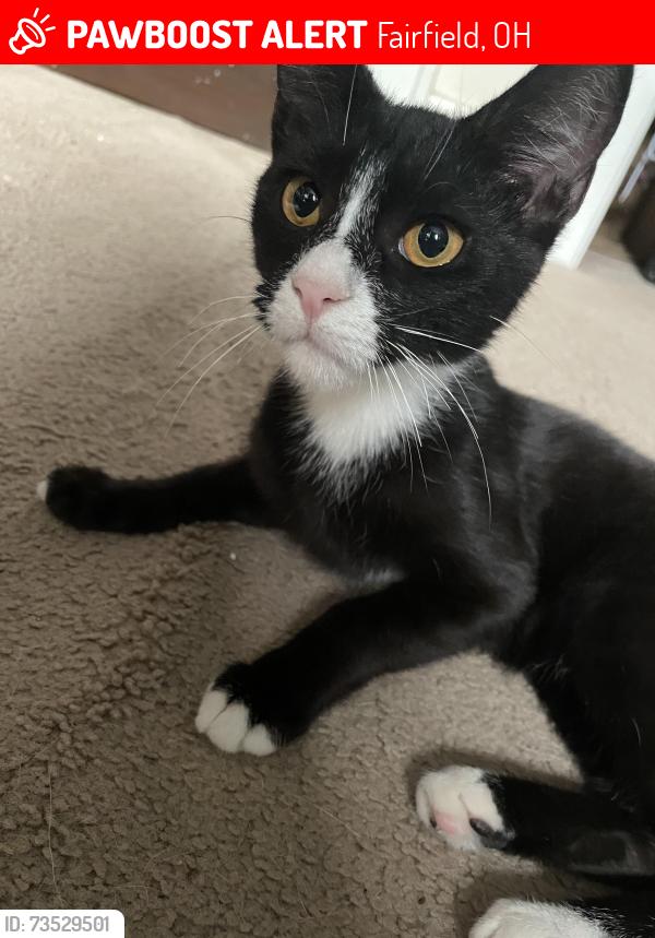 Lost Male Cat last seen Tylersville roundabout, Fairfield, OH 45015