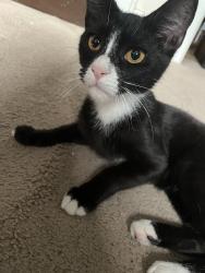 Lost Male Cat last seen Tylersville roundabout, Fairfield, OH 45015