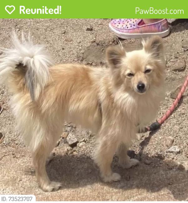 Reunited Female Dog last seen 1st street Galt, Ca, Galt, CA 95632