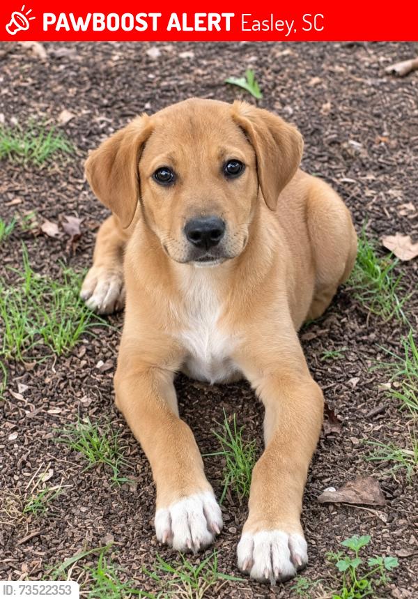Lost Male Dog last seen Powdersville rd & old Easley bridge rd, Easley, SC 29642