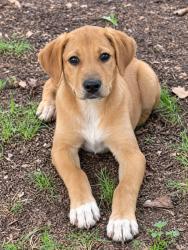 Lost Male Dog last seen Powdersville rd & old Easley bridge rd, Easley, SC 29642