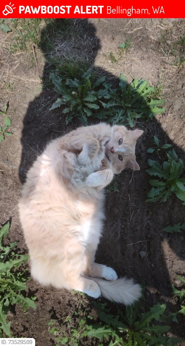 Lost Male Cat last seen Alderwood Avenue, Bellingham, WA 98225