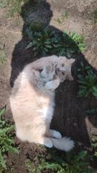 Lost Male Cat last seen Alderwood Avenue, Bellingham, WA 98225