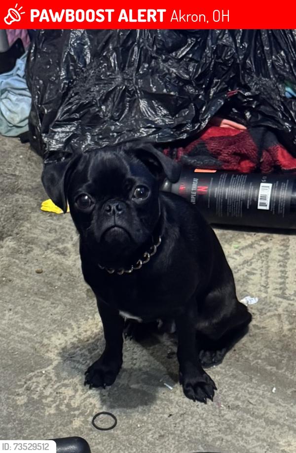 Lost Male Dog last seen Dalton and Chalker, Akron, OH 44310
