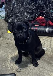 Lost Male Dog last seen Dalton and Chalker, Akron, OH 44310