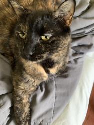 Lost Female Cat last seen Pingree Hill, Derry, NH 03038