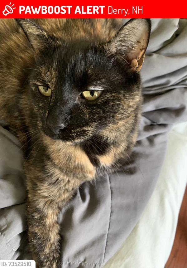 Lost Female Cat last seen Pingree Hill, Derry, NH 03038