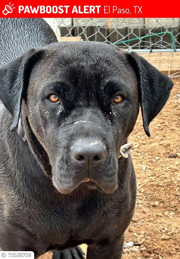 Lost Female Dog last seen Irene Agnes and Cruz Tierra street, El Paso, TX 79938