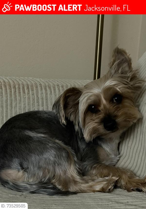 Lost Male Dog last seen Hodges, Jacksonville, FL 32224