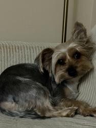 Lost Male Dog last seen Hodges, Jacksonville, FL 32224
