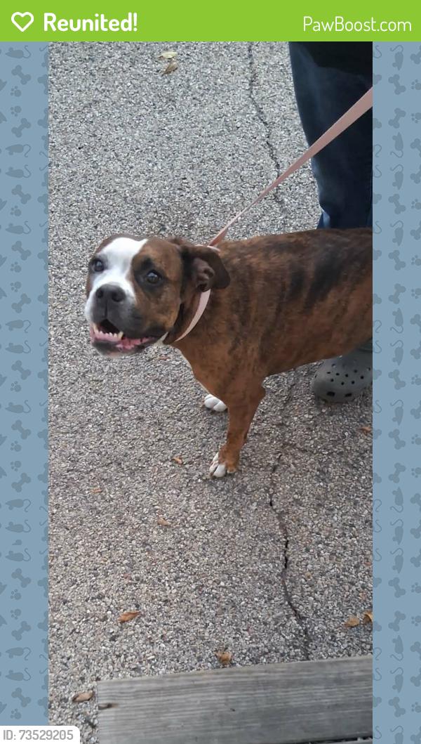Reunited Female Dog last seen North 2nd Street, Loves Park, IL 61111