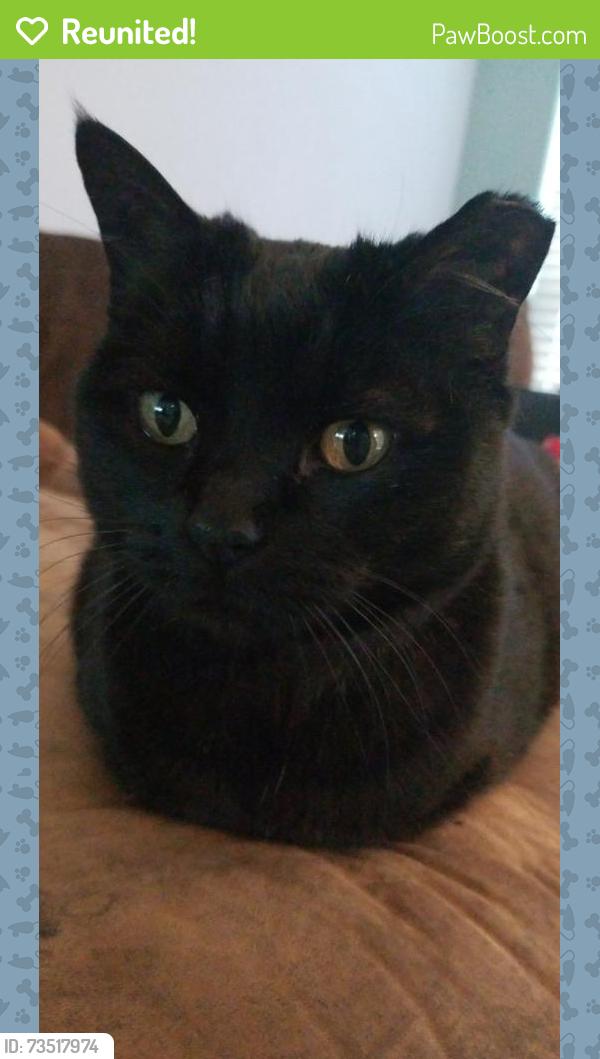 Reunited Female Cat last seen Piedmont Rd N, Piedmont, OK 73078