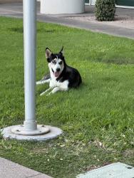 Found/Stray Female Dog last seen Cotton Center Blvd near Scheid T & Bachman building, Phoenix, AZ 85040