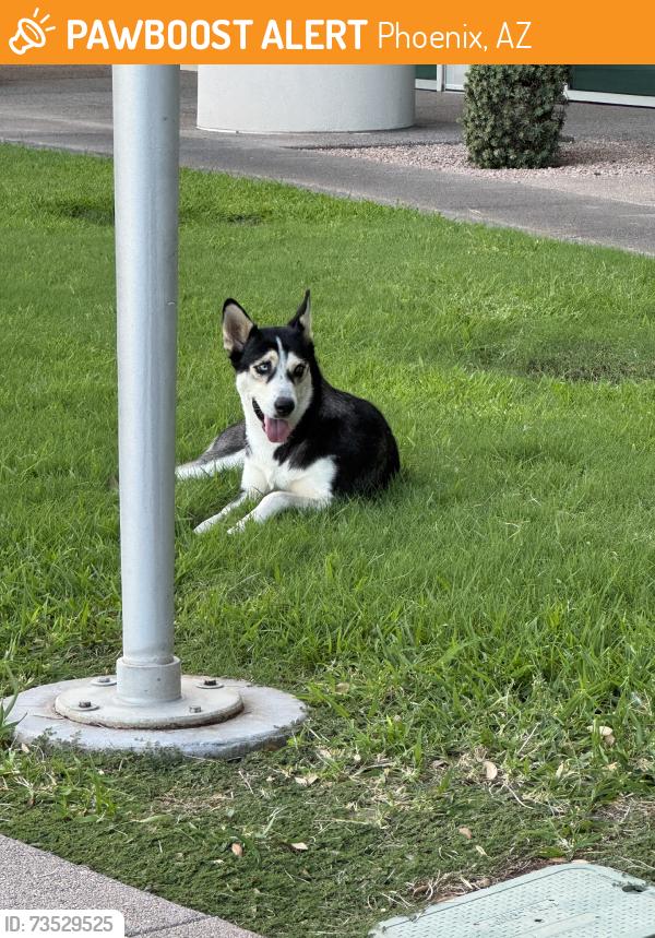 Found/Stray Female Dog last seen Cotton Center Blvd near Scheid T & Bachman building, Phoenix, AZ 85040