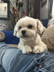 Reunited Male Dog last seen Claudine st, Moreno Valley, CA 92551
