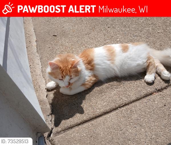 Lost Male Cat last seen 10th and Arthur, Milwaukee, WI 53215