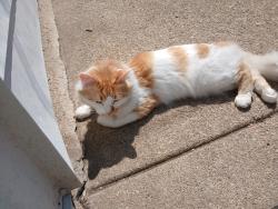 Lost Male Cat last seen 10th and Arthur, Milwaukee, WI 53215