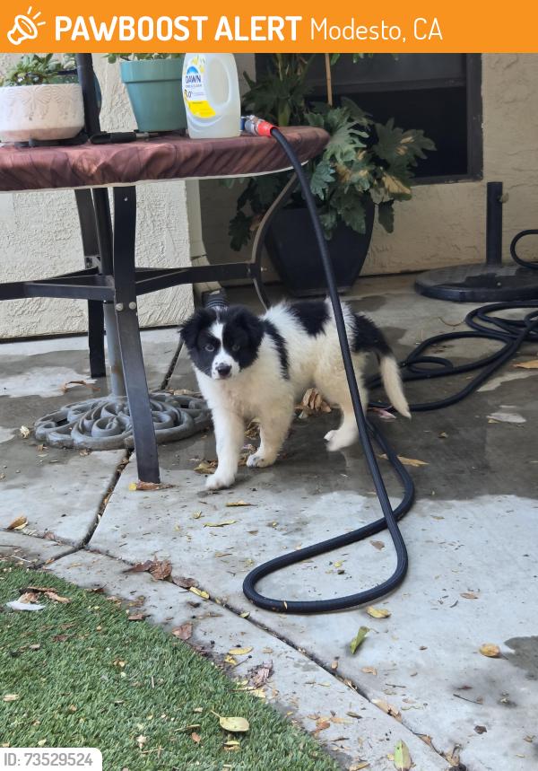 Found/Stray Male Dog last seen Greenacre, Modesto, CA 95355