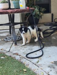 Found/Stray Male Dog last seen Greenacre, Modesto, CA 95355
