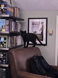 Reunited Male Cat last seen Woodville high school, Wakefield, MA 01880
