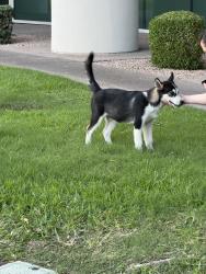 Found/Stray Male Dog last seen Cotton Center Blvd near Scheid T & Bachman building, Phoenix, AZ 85040