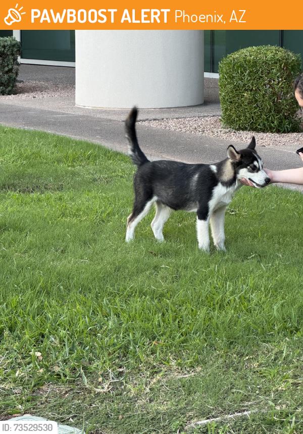 Found/Stray Male Dog last seen Cotton Center Blvd near Scheid T & Bachman building, Phoenix, AZ 85040