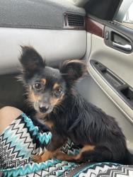 Lost Male Dog last seen Terrace Drive, Killeen, TX 76541