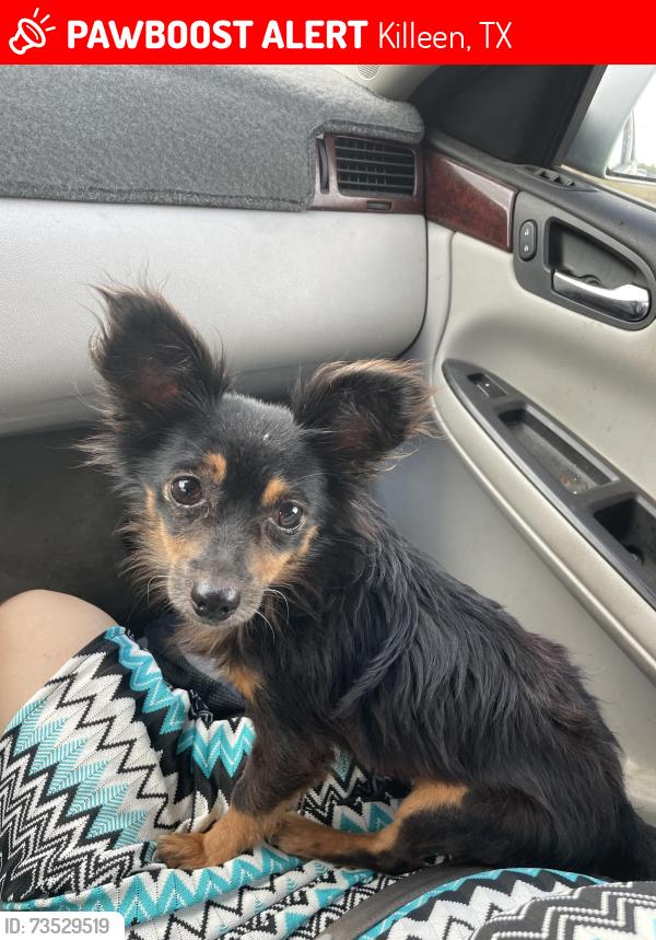 Lost Male Dog last seen Terrace Drive, Killeen, TX 76541