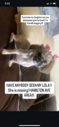 Reunited Female Dog last seen Hamilton Ave, Baltimore, MD 21214