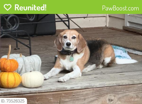 Reunited Female Dog last seen Louisa Road-in between Bridlewood Trail & St. John's Road, Keswick, VA 22947