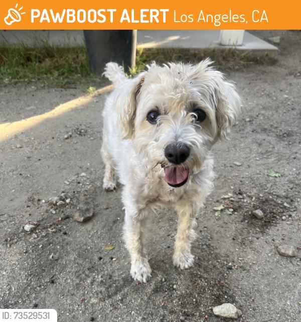 Found/Stray Male Dog last seen Algranti & rajah, Los Angeles, CA 91342