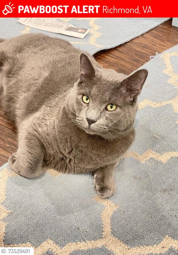 Lost Male Cat last seen Sandalwood Dr. & Deitrick Rd., Richmond, VA 23229