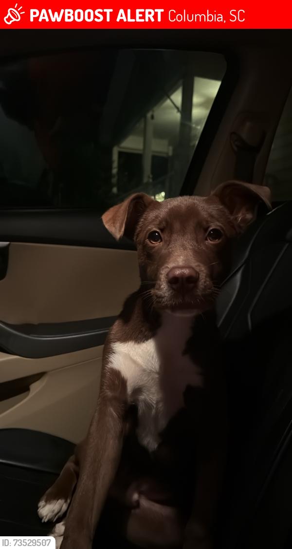 Lost Male Dog last seen Hickory street & Deerwood street, Columbia, SC 29205
