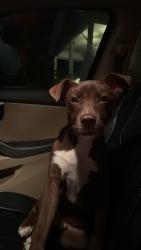 Lost Male Dog last seen Hickory street & Deerwood street, Columbia, SC 29205