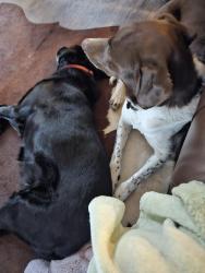 Lost Male Dog last seen Simpson Lane and Alice, Fort Bragg, CA 95437