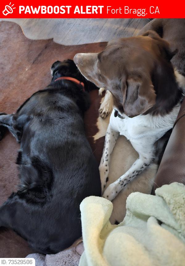 Lost Male Dog last seen Simpson Lane and Alice, Fort Bragg, CA 95437