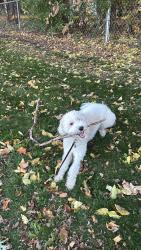 Reunited Female Dog last seen Soldiers Field Memorial Park, Rochester, MN 55902