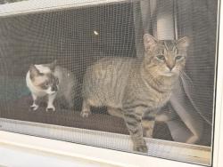 Reunited Male Cat last seen N Superior St & W Glendale Ave, Appleton, WI 54911