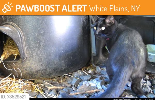 Found/Stray Female Cat last seen In between Martine ave. and Bank Street in White Plains, White Plains, NY 10601