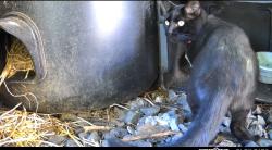 Found/Stray Female Cat last seen In between Martine ave. and Bank Street in White Plains, White Plains, NY 10601