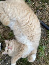 Lost Male Cat last seen alderwood elementary, Bellingham, WA 98225