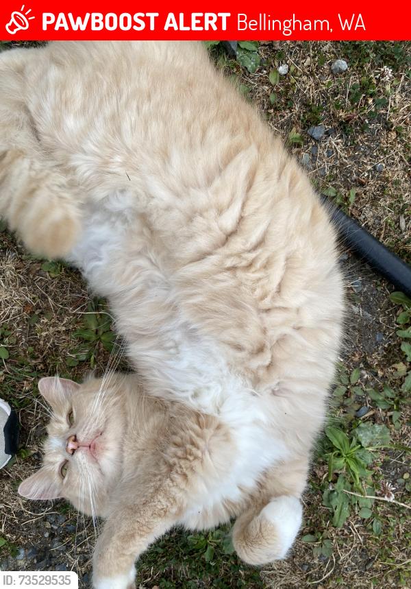 Lost Male Cat last seen alderwood elementary, Bellingham, WA 98225
