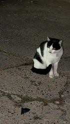 Found/Stray Unknown Cat last seen Frankford avenue, Philadelphia, PA 19152