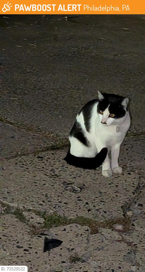 Found/Stray Unknown Cat last seen Frankford avenue, Philadelphia, PA 19152